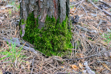 Green moss is growing on wooden bark
