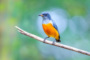 Obraz premium The orange-bellied flowerpecker (Dicaeum trigonostigma) is a species of bird in the family Dicaeidae.