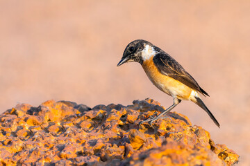 European stonechat (Saxicola rubicola)
