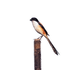 Long-tailed Shrike (Lanius schach) isolate white background