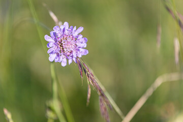 Purple flower in spring