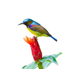 The buff-breasted babbler (Pellorneum tickelli) isolate on white