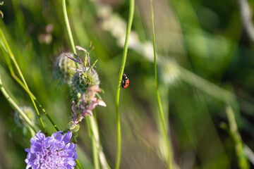 Ladybird on a flower at sunset