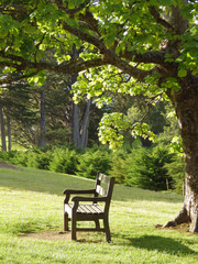 beautiful  background of sun light  shine at  bench under the big tree around the forest and green meadow