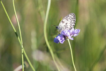 Butterfly on a purple flower at sunset
