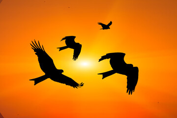 Fototapeta na wymiar Birds flying in the sky at sunset.
