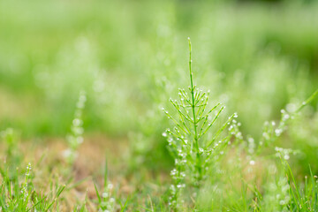 水滴のついた草