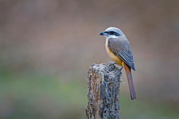 Brown shrike (Lanius cristatus)