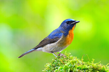 Hill Blue Flycatcher (Cyornis banyumas)