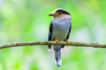 The silver-breasted broadbill (Serilophus lunatus) is a species of bird in the broadbill family, Eurylaimidae.