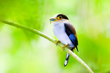 The silver-breasted broadbill (Serilophus lunatus) is a species of bird in the broadbill family, Eurylaimidae.