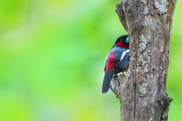 Black-and-red Broadbill