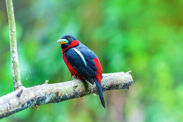 Black-and-red broadbill (Cymbirhynchus macrorhynchos)