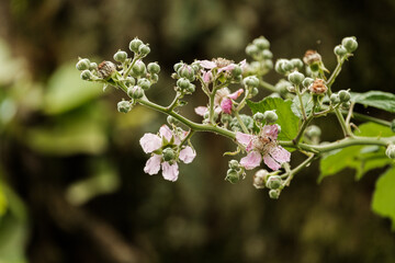 Blooming tree in spring