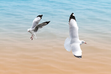 Fototapeta na wymiar flying common seagull in Thailand.