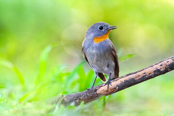 red-breasted flycatcher (Ficedula parva)