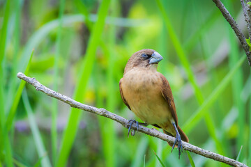 Scaly-breasted munia or spotted munia (Lonchura punctulata)