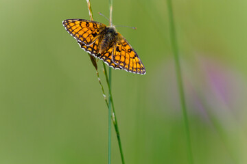 Butterfly on a purple flower isolated on a green background