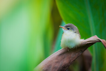 Obraz premium Plain Prinia, White-browed Prinia, Plain Wren-Warbler, Brown Wren-Warbler