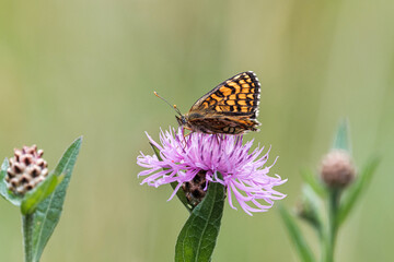 Obraz premium Butterfly on a purple flower
