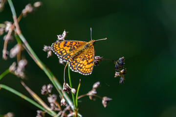 Butterfly on a flower
