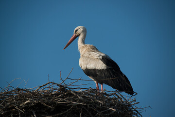 Weißstorch Ciconia ciconia