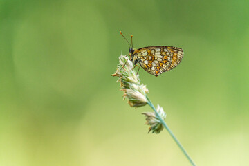 Butterfly on a flower