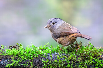 Yunnan Fulvetta ( Alcippe fratercula )