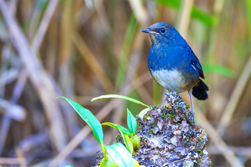 white-bellied redstart (Hodgsonius phaenicuroides)