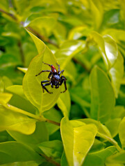 Spider on green leaf 