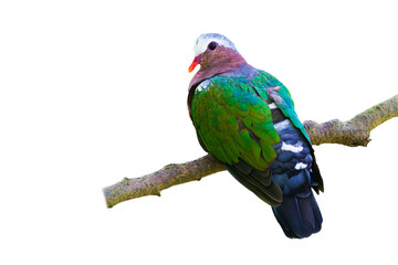 Emerald dove or Green Pigeon isolate on white