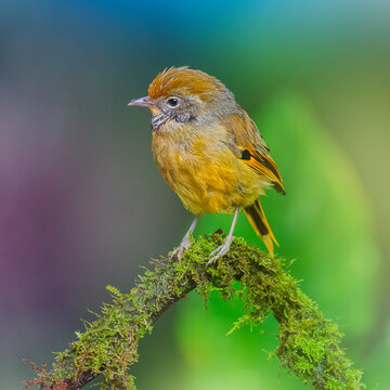 Bar-throated minla, Chestnut-tailed minla (Minla strigula)
