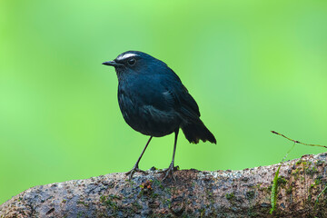 The white-browed shortwing (Brachypteryx montana) is a species of chat. This species is now classified in the family Muscicapidae.
