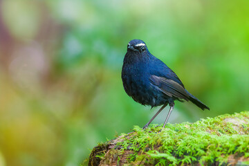 The white-browed shortwing (Brachypteryx montana) is a species of chat. This species is now classified in the family Muscicapidae.