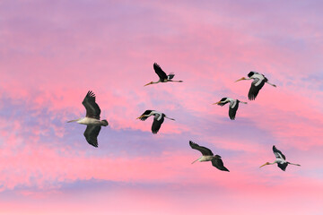 The Painted Stork flying against the setting Sun in a warm