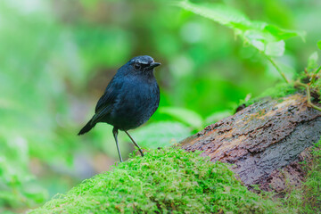 The white-browed shortwing (Brachypteryx montana) is a species of chat. This species is now classified in the family Muscicapidae.