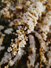 lichen on tree