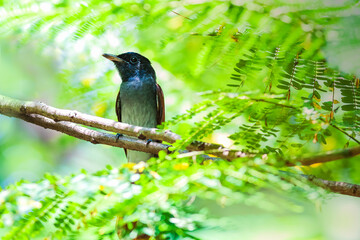Asian Paradise Flycatcher