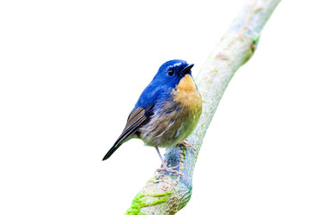 Snowy-browed Flycatcher (Ficedula hyperythra) on white background