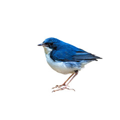 Siberian blue robin (Luscinia cyane) on white background.