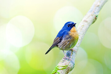 Snowy-browed Flycatcher (Ficedula hyperythra)