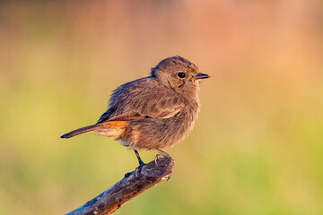A female Pied Bushchat (Saxicola caprata) perching on a branch, Thailand.

