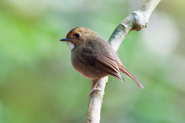 Ficedula solitaries ( Rufous-browed Flycatcher)