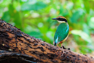 Fairy Pitta (Pitta nympha)