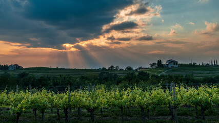 Fototapeta premium Spring stormy sunset in the vineyards of Collio Friulano, Friuli-Venezia Giulia, Italy