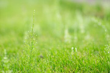 水滴のついた草