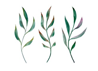 Watercolo branches botanical