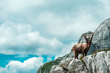 Steinbocks in the Julian alps