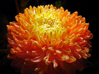 Orange-yellow Chrysanthemum flower