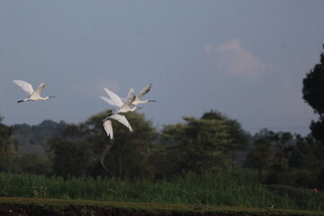 Fly high above the sky